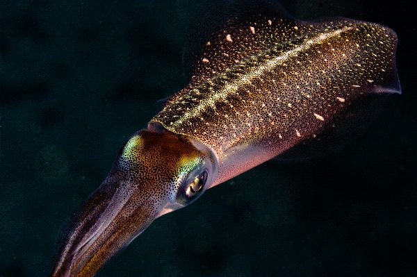 Caribbean Reef Squid - Sepioteuthis Sepioidea