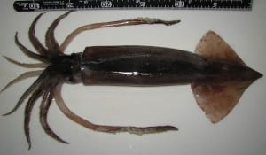 Japanese Flying Squid