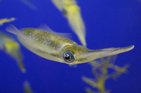 Squid Close-up