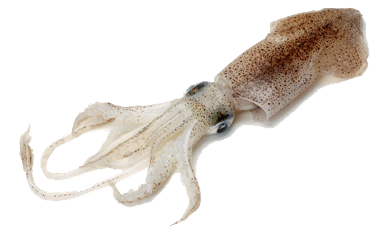 top squid facts
