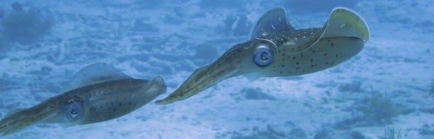 Especies de Calamar