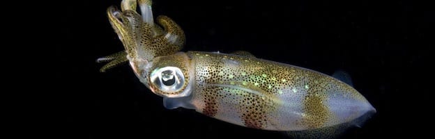 squid body shape_picture