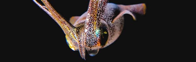 Evolución y Taxonomía de los Calamares