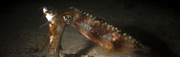 squid feeding_picture