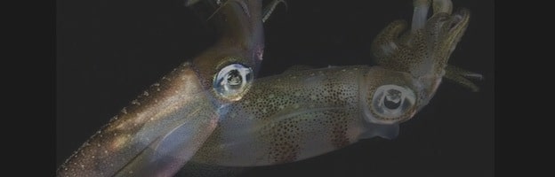 squid species_photo